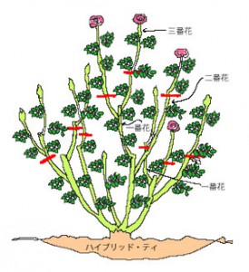 ハイブリッドティー系統の夏剪定　イラストです