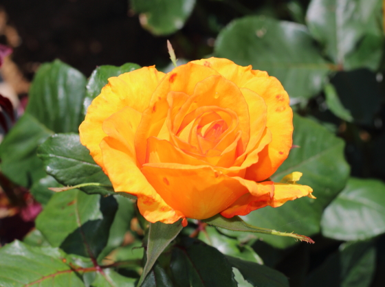 サンダンスの花径は１２ｃｍほどです