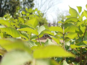 東京都薬用植物園の広大な庭には高木も多く栽培されている