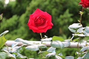 花弁の質がよいので雨などによる褪色が少ない