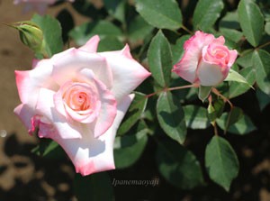 夕霧の花径は１３ｃｍにも及ぶ大輪花です