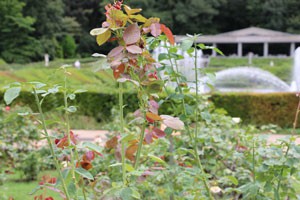 秋のバラ園　神代植物公園の夏剪定