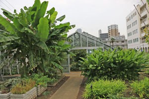 星薬科大学　植物園の温室