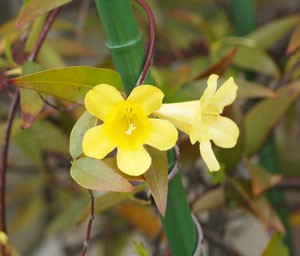 カロリーナ ジャスミンは黄色の小花を咲かせる