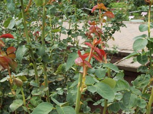 神代植物公園の夏剪定と摘心