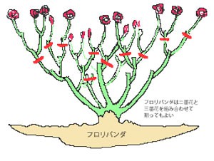 イラスト図　フロリバンダの夏剪定