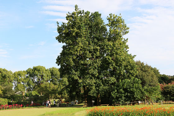 青空の見える大船植物園の風景