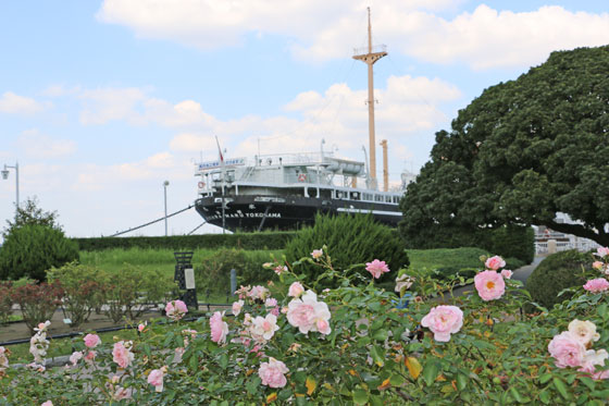 山下公園のバラ園から氷川丸が見える風景