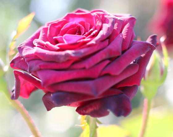 ブラック・バカラの花径は大輪サイズ