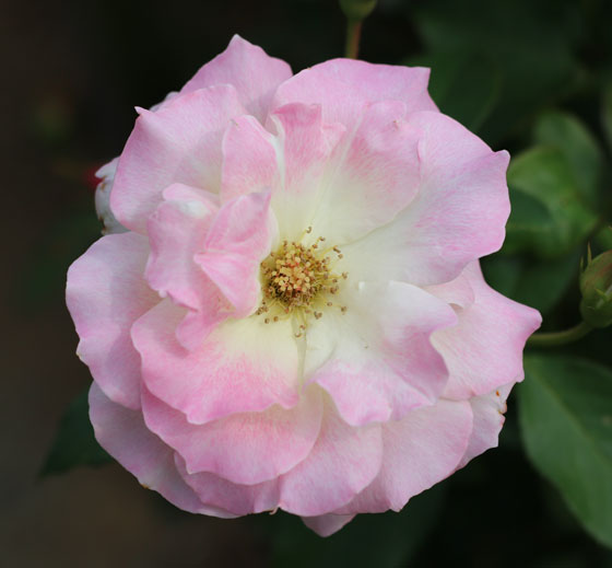 マチルダの花形は八重平咲きです