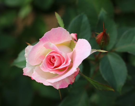 マチルダの花径は７ｃｍ程度です