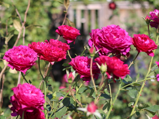 ベルベティ・トワイライトの花色はクリムゾンレッドです