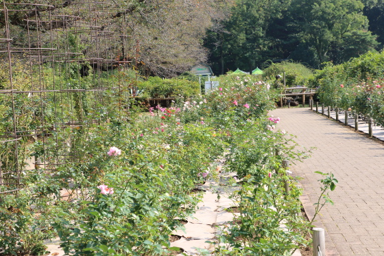 神代植物園・バラ園の風景