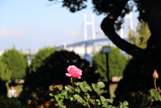 港の見える丘公園のバラ園の風景