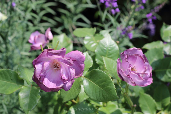 ブルー フォー ユーの花形は半八重咲きです