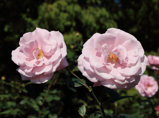 ブルー ライトは花弁の開くのが早くすぐにシベが露出する