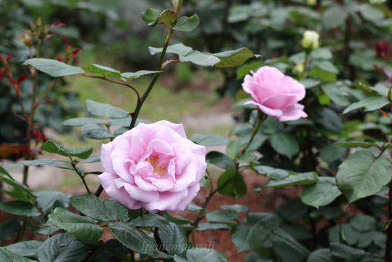 ブルー ライトは１輪咲きで花つきは中程度です