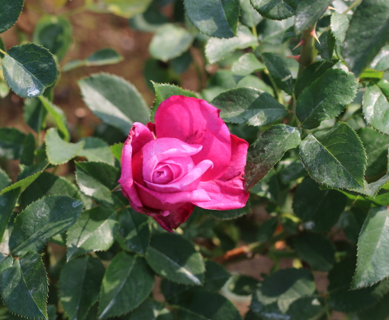 ブルー パフュームの花色は赤みのある藤色です