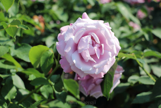 シャルルドゴール バラ 端正な花姿とブルー系の芳香が魅力 イパネマおやじ イパネマおやじ ハーブとバラ 育てる楽しさは１株から心と風景が豊かになる夢の時間