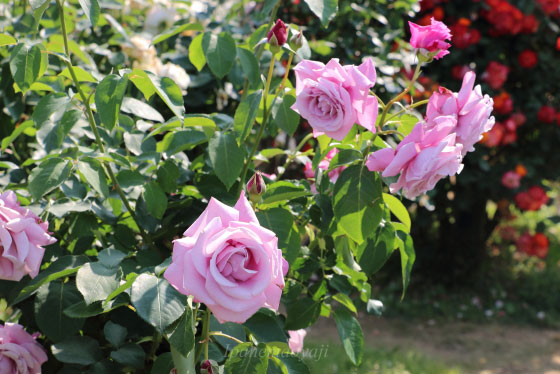 シャルル・ド・ゴールの花形は半剣弁高芯咲きです