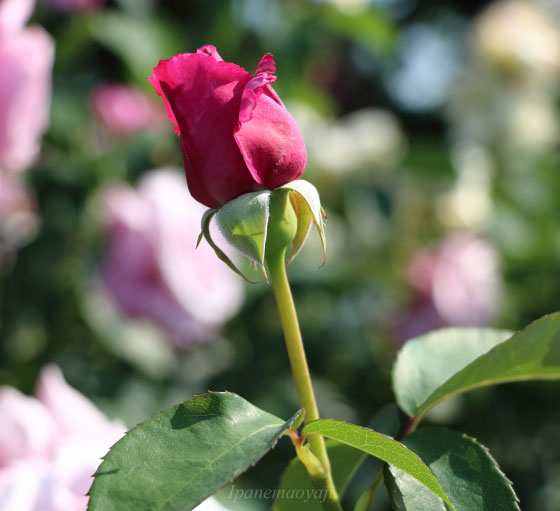 シャルルドゴール バラ 端正な花姿とブルー系の芳香が魅力 イパネマおやじ イパネマおやじ ハーブとバラ 育てる楽しさは１株から心と風景が豊かになる夢の時間