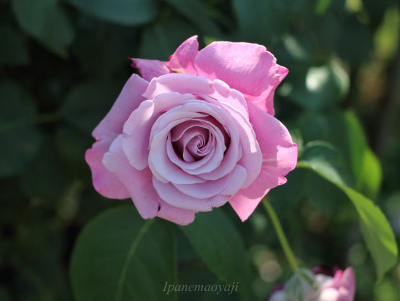 シャルルドゴール バラ 端正な花姿とブルー系の芳香が魅力 イパネマおやじ イパネマおやじ ハーブとバラ 育てる 楽しさは１株から心と風景が豊かになる夢の時間