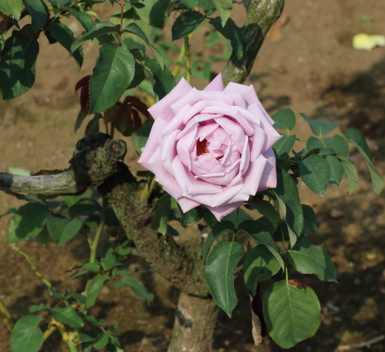 シャルルドゴール バラ 端正な花姿とブルー系の芳香が魅力 イパネマおやじ イパネマおやじ ハーブとバラ 育てる楽しさは１株から心と風景が豊かになる夢の時間