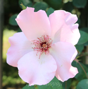 つる デンティ ベスは一重咲きの花弁