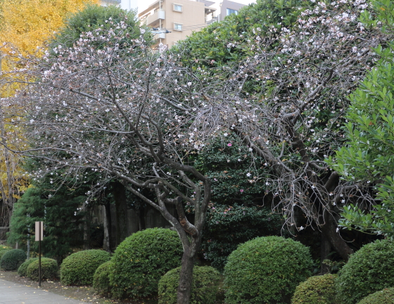 十月桜　小雪のちらつく吉祥寺境内にて