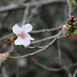 十月桜　吉祥寺