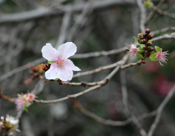 吉祥寺で咲いていた十月桜