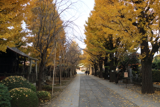 駒込吉祥寺境内の銀杏並木