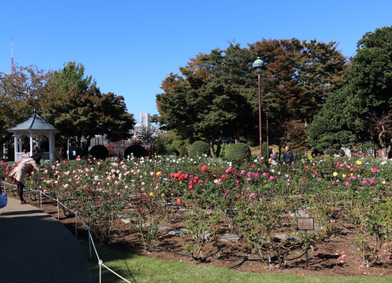 港の見える丘公園・バラ園の風景