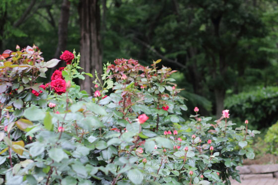 相模原北公園の風景