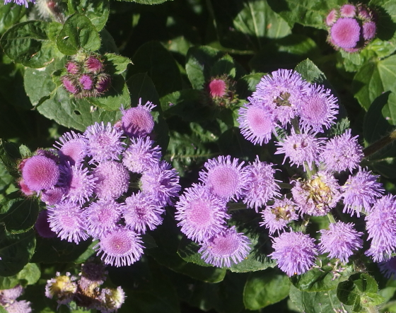 アゲラタム 季節の花 初夏から秋にアザミに似た花を咲かせる イパネマおやじ イパネマおやじ ハーブとバラ 育てる 楽しさは１株から心と風景が豊かになる夢の時間