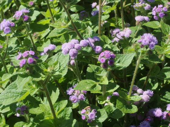 アゲラタム 季節の花 初夏から秋にアザミに似た花を咲かせる イパネマおやじ イパネマおやじ ハーブとバラ 育てる楽しさは１株から心と風景が豊かになる夢の時間