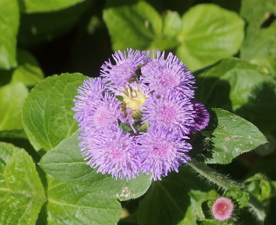 アゲラタム 季節の花 初夏から秋にアザミに似た花を咲かせる イパネマおやじ イパネマおやじ ハーブとバラ 育てる 楽しさは１株から心と風景が豊かになる夢の時間