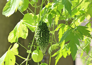 ニガウリは緑色の未熟果を食用にする