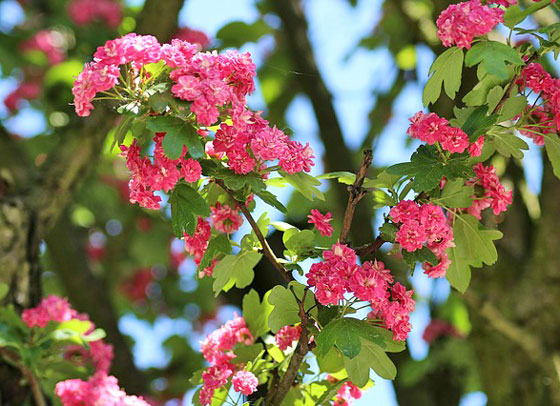 中国原産の花木