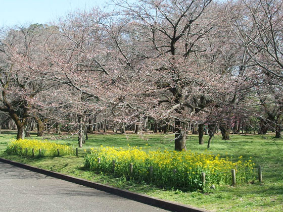 小金井公園