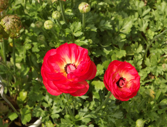 ラナンキュラス 季節の花 春の花として馴染みのある球根植物 イパネマおやじ イパネマおやじ ハーブとバラ 育てる楽しさは１株から心と風景が豊かになる夢の時間