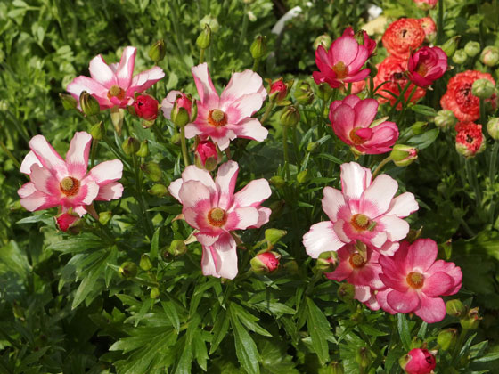 ラナンキュラスの開花時期は春です