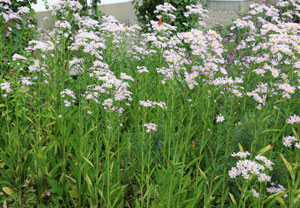 シオンは花丈３０～２００ｃｍです