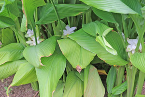 キョウオウは多年草です