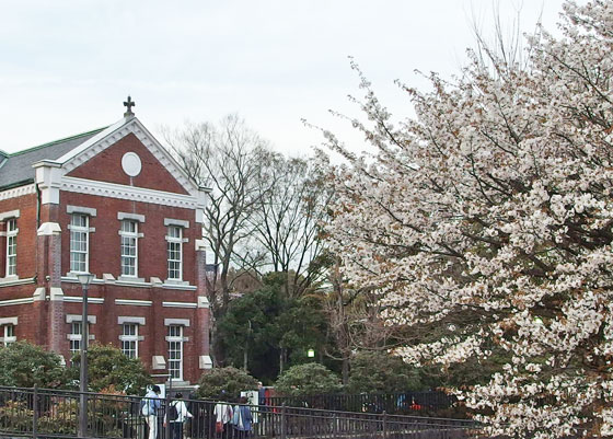 近代美術館工芸館の庭の桜