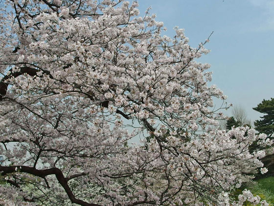 千鳥ヶ淵の桜　満開の下で宴会を開く人多数