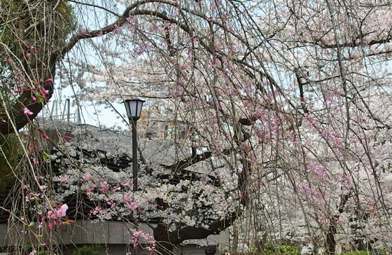 千鳥ヶ淵の桜