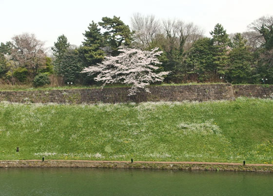 千鳥ヶ淵の桜　皇居のお濠端