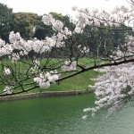 千鳥ヶ淵の桜