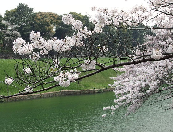 千鳥ヶ淵の桜が満開です